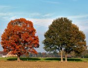 Kranekamp, Diepenveen  (c) Henk Melenhorst : Herfst, Kranenkamp